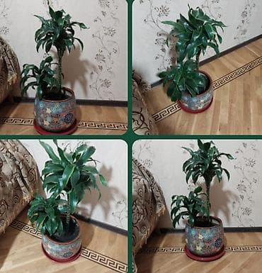 geran gul: Çox gözəl çox xeyirli və dünyada böyük bioloji dəyərli Dracena — 1