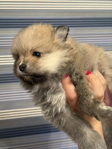 Quşlar: Şpitz — 1