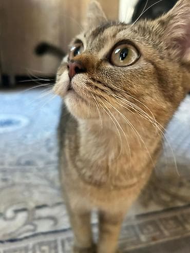 Tabbi
