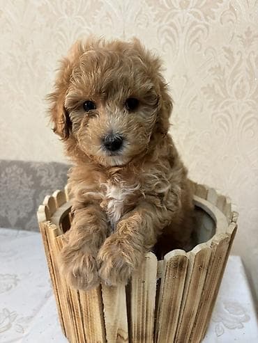 сколько стоит миниатюрный пудель: Пудель, 1 месяц, Самка, С прививками — 4