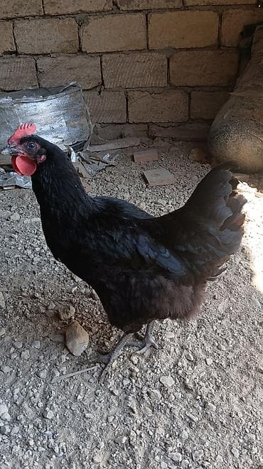 qara it: Toyuq, Australorp, Damazlıq, Ünvandan götürmə — 3