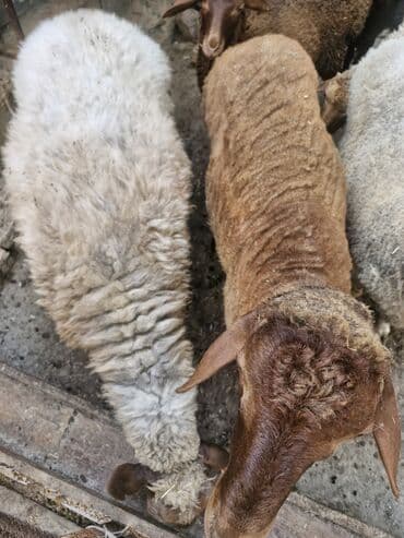 simmental inək cinsi: Dişi, il: 4, 60 kq, Ətlik, Ünvandan götürmə — 15