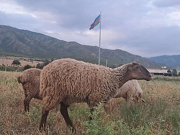 qaz ordek satisi: 5 baş balalı qoyun53 baş quzu quzuların çoxu erkəkdir .Topdan — 3