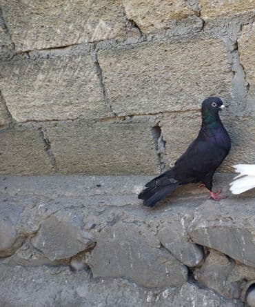 Qara rəngli ev göyərçini - Növ: ev göyərçini (qara rəngli) - Rəng və