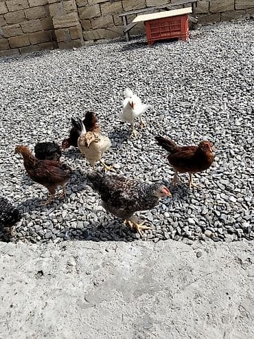 sevgi quşu: Çolpalar sağlam dır 20 dənədir — 2