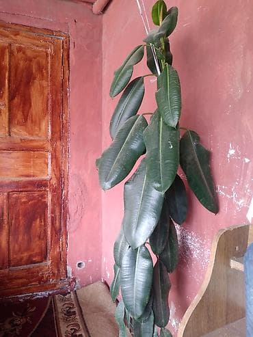 agac adlari: Böyük ölçülü otaq bitkisi – Fikus elastika (reçinəli fikus, rezin — 2