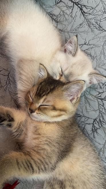 qoyun heyvan: Britan, Erkək — 2