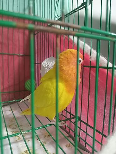 ev quş: Fisher albinos qirmizi goz.tam rucnoy.danismaga hazir.1 yas.Növbəti ev — 6