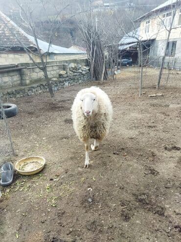 cins qaz: Qoyun – yerli təsərrüfatdan hərkəsə salam sağlam heyvandır.diri — 2
