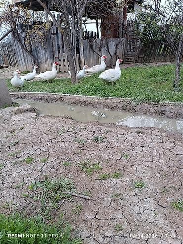 erkey danalar: Dişi, | Lal ördək, Damazlıq, Ünvandan götürmə, Ödənişli çatdırılma — 10