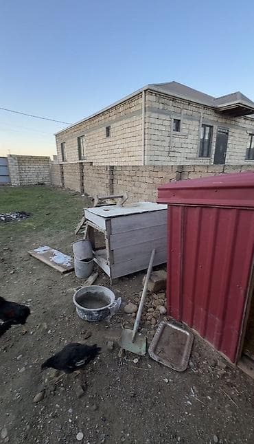 Ördəklər: Məhsul: Gənc toyuqlar (bir neçə baş) Təsvir: - Həyətyanı sahədə — 2