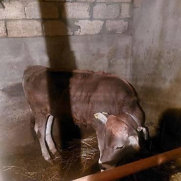 sarı dana: Saglam dana — 4