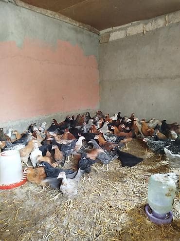 kənd colpalari: Toyuq cücələri, Damazlıq — 5
