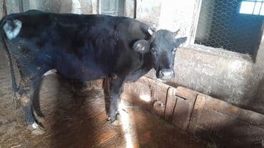 золотая шиншилла баку: 070 949 65 35 nömrəsi ilə də əlaqə saxlıya bilərsiz — 2