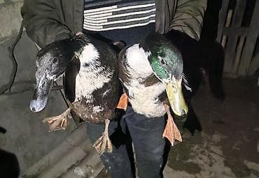 Salam cüt satılır sağlam heyvanlarıdılar disi halhazırda yumurtlayır