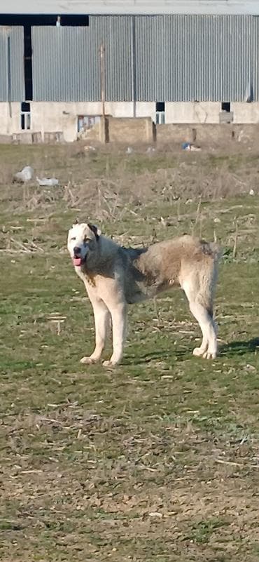 İtlər: Qurdbasar, 11 ay, Erkek — 1