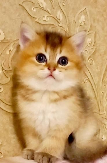 pişik sumkasi: Britan, Erkək, Yaxşı əllərə, Ünvandan götürmə — 6