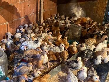 kənd colpası satışı: Satılır durçinka,serbilis,hündüşka — 12