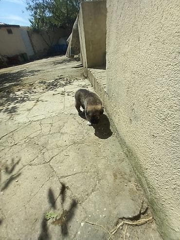 Xaski, 1 ay, Erkek, Ünvandan götürmə