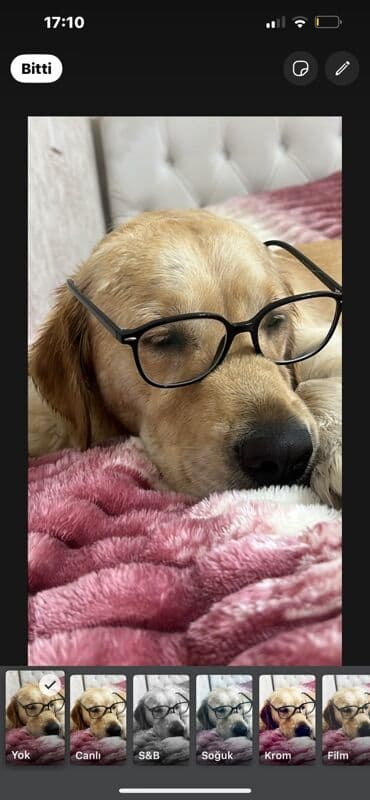 С/х животные и товары: Ретривер, С прививками — 5