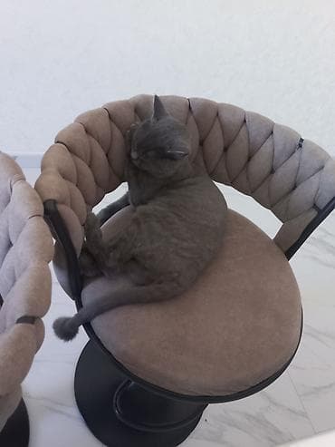 şotlan pişiyi: Britan, Dişi, Yaxşı əllərə, Ünvandan götürmə — 3