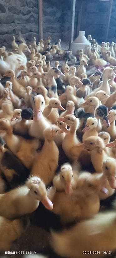 ruan ordeyi: Məhsul: Cücədən çıxmış ördək balaları (broylinq və yerli xətlər — 3