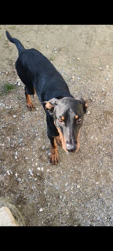 Gəmiricilər: Doberman, 5 ay, Erkek — 2