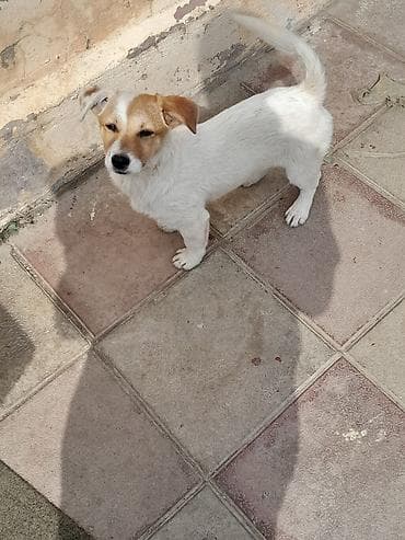 Digər heyvanlar: Zvonok, 4 ay, Dişi, Ünvandan götürmə — 2