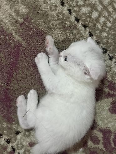 pişik cutlesdirmek: Şotland yastı qulaq, Yaxşı əllərə — 7