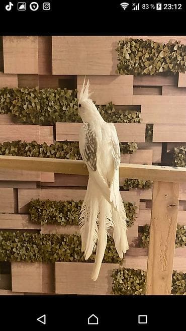 doberman balasi satilir: Yanaqsiz karellalar və yaponi̇clər satişdadi
yaponiclər cüt 80 azn — 2