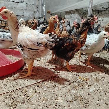 yetim quzular: Toyuq cücələri, Damazlıq, Ünvandan götürmə — 9