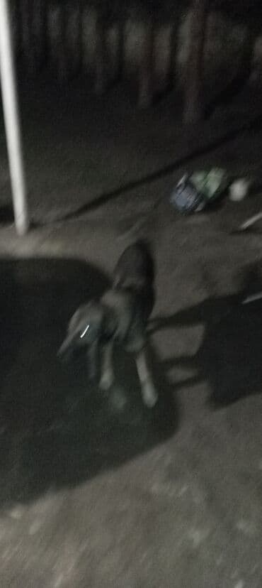 setteri it cinsi: 2 il, Erkek, Peyvəndli, Ünvandan götürmə — 3