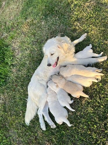 golden retriever qiyməti: Retriever, 1 ay, Erkek, Ünvandan götürmə — 3