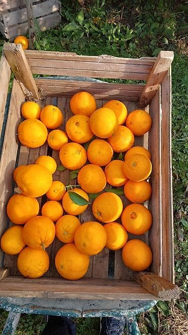 İçkilər: Məhsul: Portağal (təzə yığılmış, ağacdan) qiyymeti 2 azn unvan hezi — 2