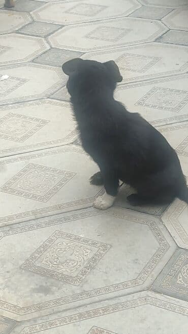 цены на собак: С прививками — 3