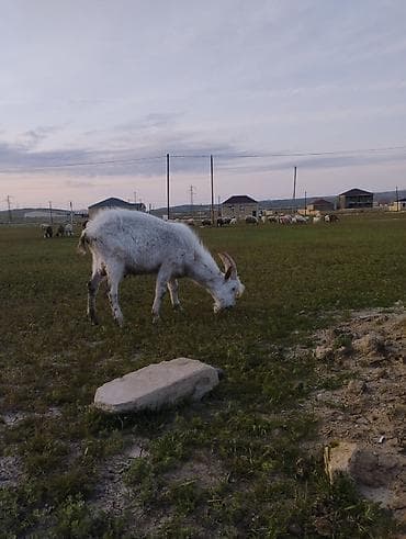 Tecili.elani diqqetle oxu .! satisda ancaq kecidi tekde satilir komda