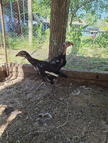 cuce satişi: Heyratı cücələri aprelin 14-yumurtadan çıxıblar 1-ay 10-günlük sağlam — 3