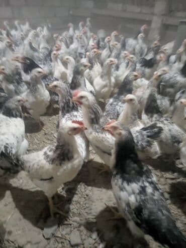 С/х животные и товары: Куриные цыплята, Для мяса, Самовывоз, Платная доставка — 2