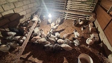 toyuq adları: Təsvir: - Ev şəraitində bəslənən iri cins toyuqlar sürüsü - Rənglər — 2