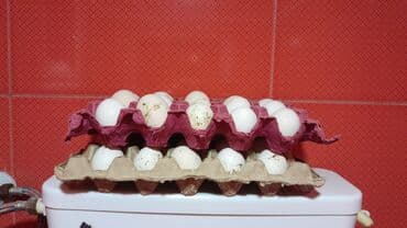 Ayam Gemani yumurtasi Məhsul: Təzə toyuq yumurtası - Rəng: ağ -