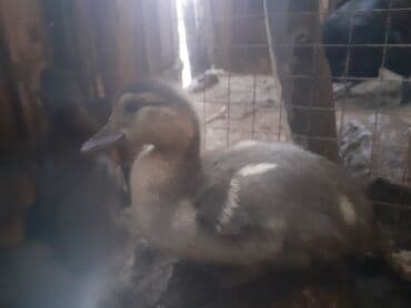 serebrist cuce satisi: Erkək, | Macar, Damazlıq, Ünvandan götürmə — 10