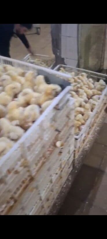 Ot doğrayan aparatlar: Azərbaycan, Azərbaycan dilində təlimat — 4