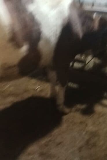 cücə və xoruz təmsil: Dişi, Simental, il: 1, 550 kq, Ətlik — 2