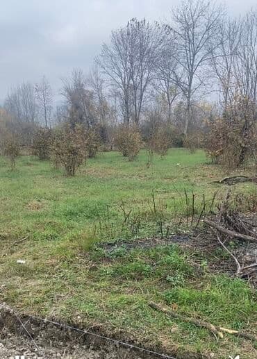 cülyan kəndi: Kənd təsərrüfatı — 3