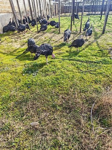 hindüşka: Salam temiz heyet heyvanı yaşıl otnan beslenmiş saglam heyvan isdeyen — 6