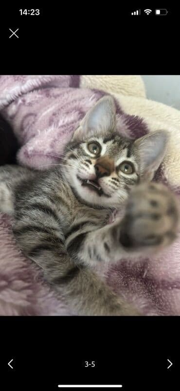 Çəngəllər: Tabbi, Erkək, Pulsuz çatdırılma — 2