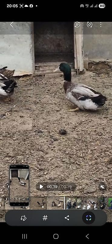 lal ördək: Salam ruan ördekleri satilir bir cütü bludu tek erkek 50.azen cütü 120 — 10