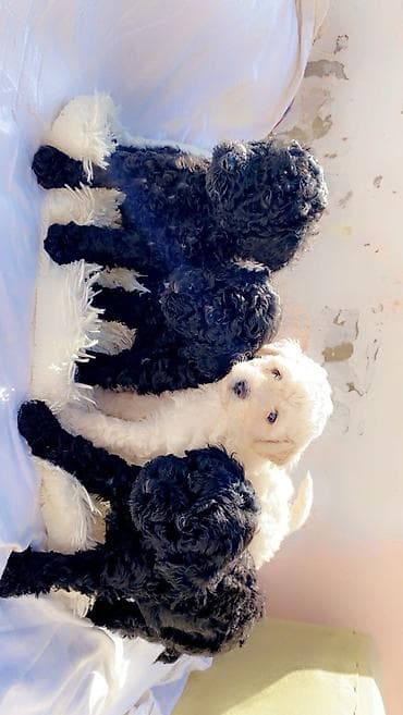 Pudel, 1 ay, Dişi, Ünvandan götürmə, Ödənişli çatdırılma lalafo.az -da Pudel, 1 ay, Dişi, Ünvandan götürmə, Ödənişli çatdırılma