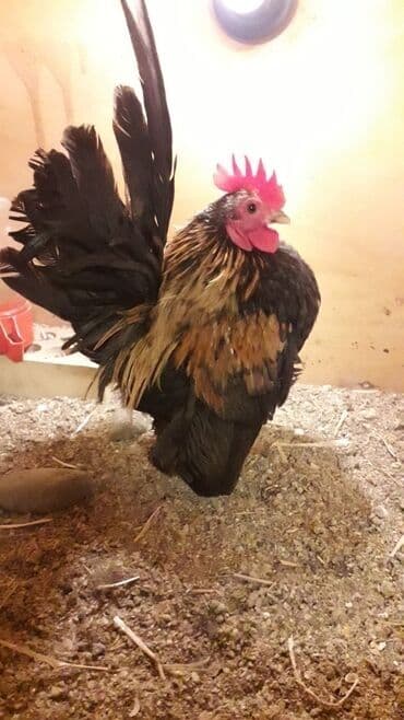 Коровы, быки: Курица, Brama, Для разведения — 3