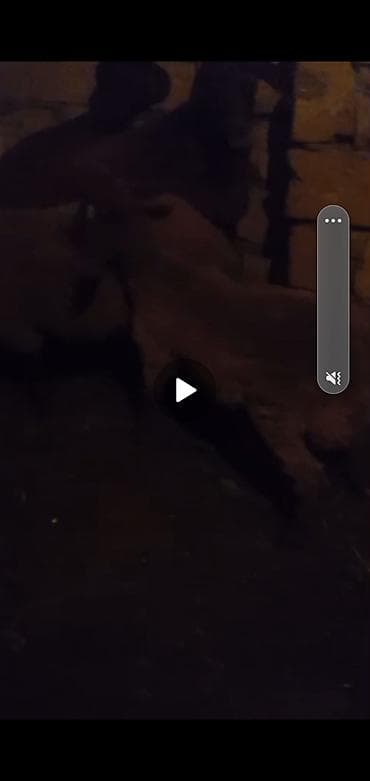 Quzu, Erkək, Qala, ay: 1, Damazlıq, Ətlik, Ünvandan götürmə lalafo.az -da Quzu, Erkək, Qala, ay: 1, Damazlıq, Ətlik, Ünvandan götürmə